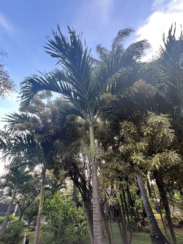Foto de Palmeira