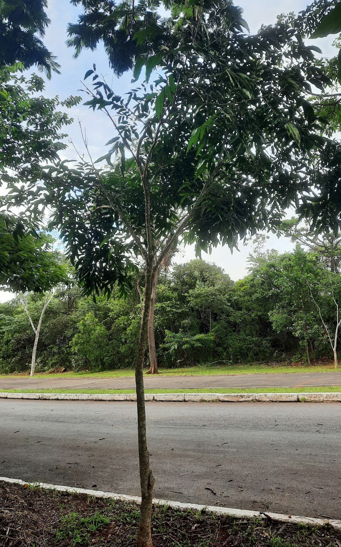 Imagem de Fruta-de-sabão