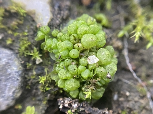 Micheli's Balloonwort (Sphaerocarpos michelii)