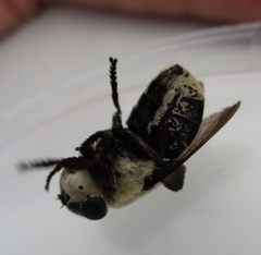 Cuterebra
