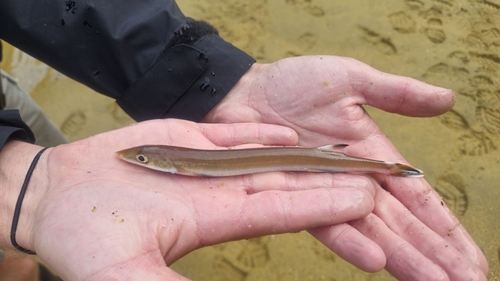 Sandfish (Gonorynchus forsteri) — Gonorynchidae — 2