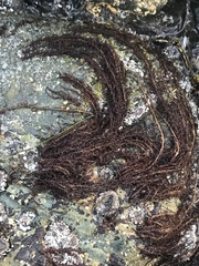 Cumagloia andersonii