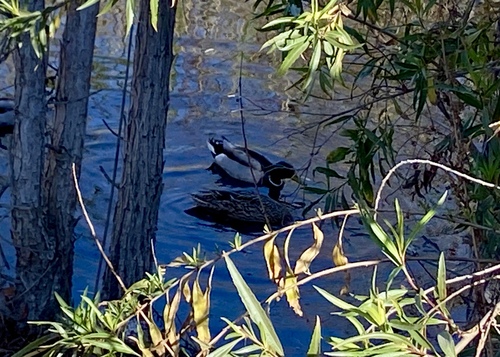 iNaturalist observation photo of Mallard