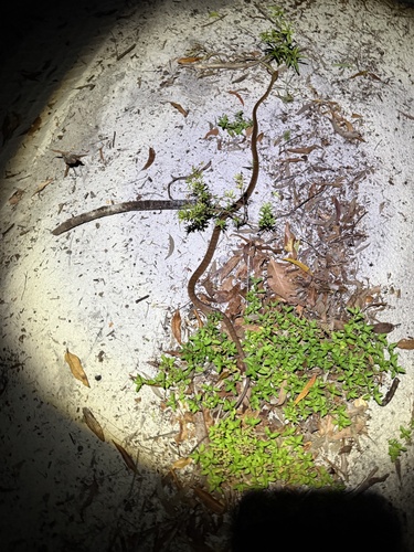 Brown Tree Snake sighting