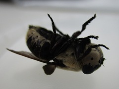 Cuterebra