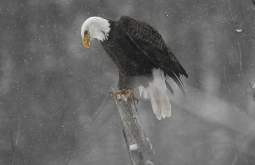 Bald Eagle photographed in West Virginia