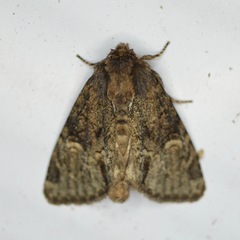 Phosphila turbulenta