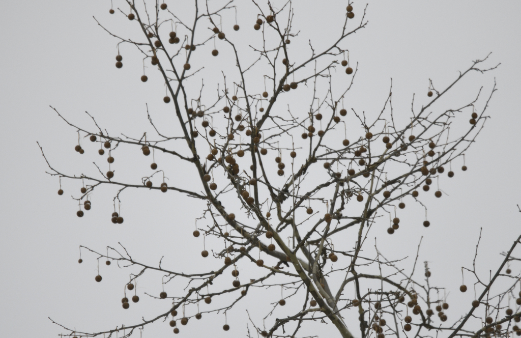 American Sycamore From Bowden WV 26241 USA On January 16 2025 At 12 american-sycamore-from-bowden-wv-26241-usa-on-january-16-2025-at-12