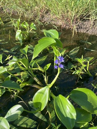 Pontederia cyanea observed 2025-01-17