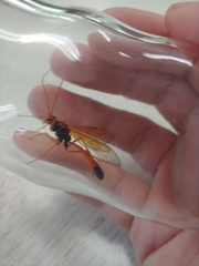 Opheltes glaucopterus barberi