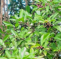 Ardisia elliptica, recorded fruiting