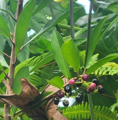 Ardisia elliptica, recorded fruiting