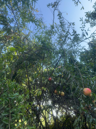 Punica granatum observed 2025-01-16
