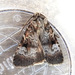 Feltia geniculata - Photo (c) joannerusso, μερικά δικαιώματα διατηρούνται (CC BY-NC), uploaded by joannerusso