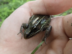 Lithobates kauffeldi