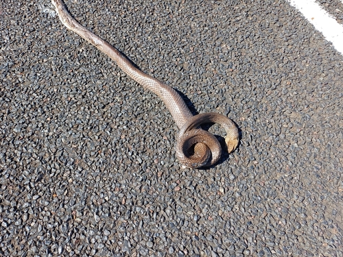 Eastern Brown Snake sighting