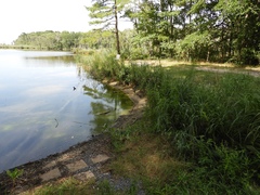 Lithobates kauffeldi