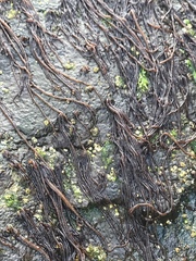 Nemalion elminthoides