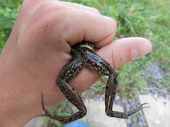 Lithobates kauffeldi