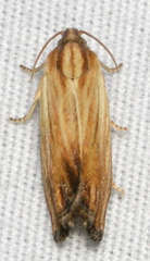 Eucosma radiatana