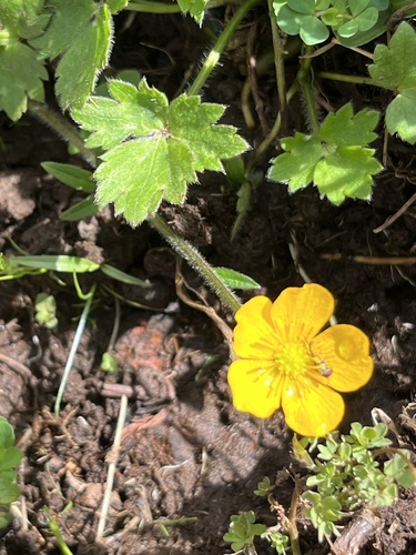 Ranunculus repens observed 2025-01-15