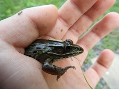 Lithobates kauffeldi
