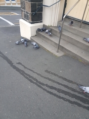 Columba livia domestica