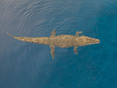 Saltwater Crocodile, Com Lautém, Lautém, East Timor, photo 8 of 10