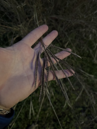 Foto de Capim-aristida