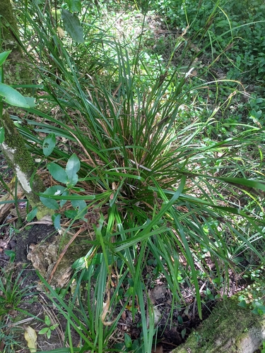 Carex forsteri (Carex forsteri)