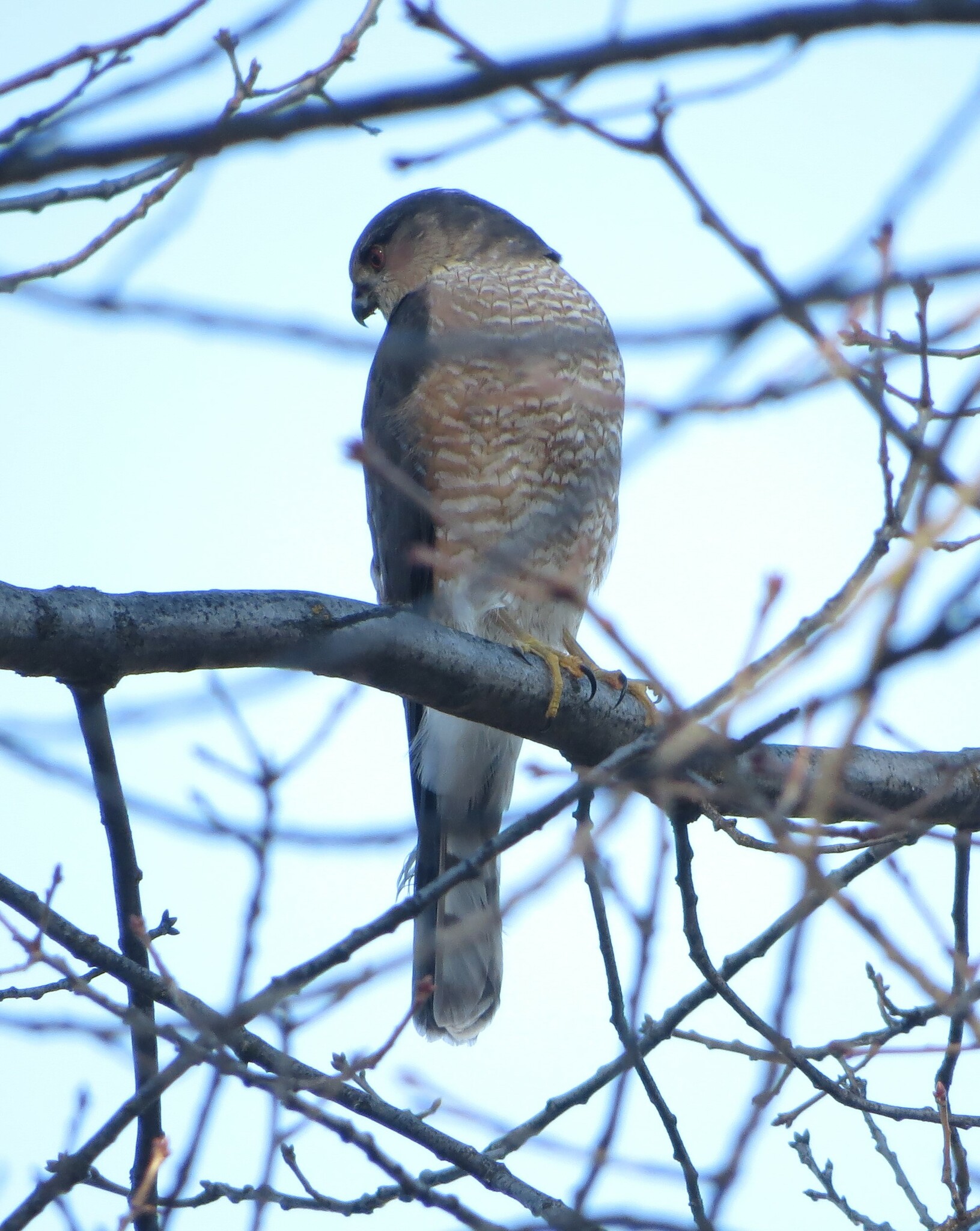 Accipiter striatus velox (A.Wilson, 1812)