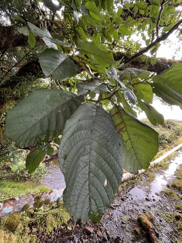 Alnus nepalensis observed 2025-01-15