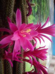 Aporocactus flagelliformis