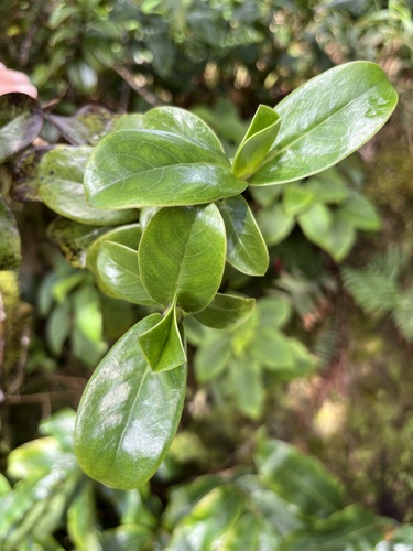 Kadua affinis observed 2025-01-15
