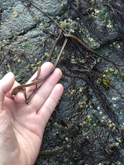 Nemalion elminthoides