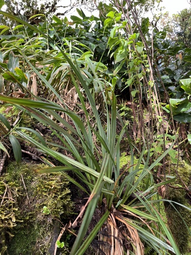 Carex alligata observed 2025-01-15
