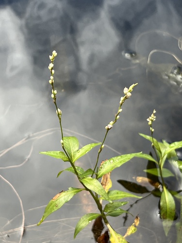 Persicaria punctata observed 2025-01-15