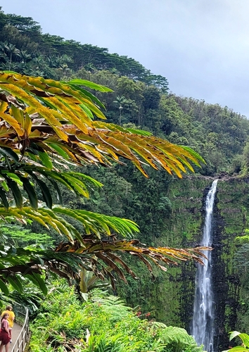 Alpinia boia observed 2025-01-08