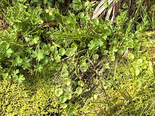 Hydrocotyle verticillata observed 2025-01-15