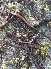 Nemalion elminthoides