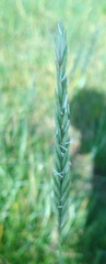 Elymus athericus