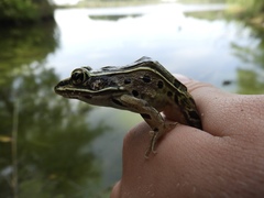 Lithobates kauffeldi