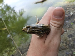 Lithobates kauffeldi