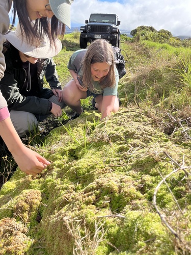 Sphagnum palustre observed 2025-01-15