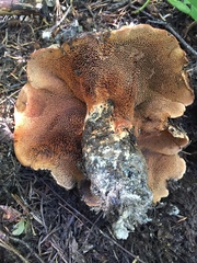 Sarcodon indurescens