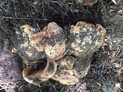 Sarcodon indurescens