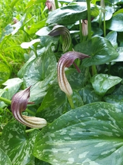 Arisarum