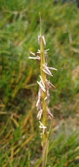 Sporobolus anglicus