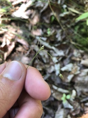 Carex trisperma