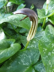 Arisarum
